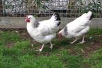 Prachtige Sussex kippen te koop; tam, goede leg! - Advies!