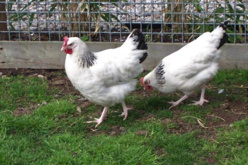 Tom Audreath Wreed Schema ≥ Prachtige Sussex kippen te koop; tam, goede leg! - Advies! — Pluimvee —  Marktplaats