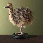 Struisvogel Jong Taxidermie Opgezette Dieren By Max, Ophalen of Verzenden, Nieuw, Vogel, Opgezet dier