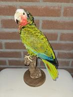 Amazone papegaai Taxidermie volledige montage - Amazona, Verzamelen, Dierenverzamelingen, Nieuw
