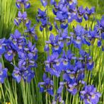 Iris Sibirica Blue King - Wortelgoed - 5 stuks, Tuin en Terras, Planten | Tuinplanten, Verzenden