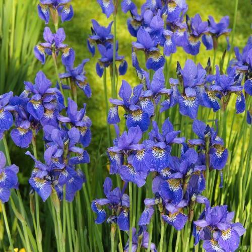 Iris Sibirica Blue King - Wortelgoed - 5 stuks, Tuin en Terras, Planten | Tuinplanten, Verzenden