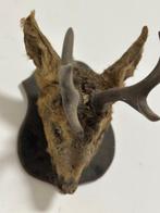 Reebok Taxidermie volledige montage - Capreolus capreolus -, Nieuw