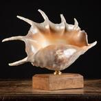 Spinnenschelp - Topkwaliteit - Groot formaat - Bawe Islands, Verzamelen, Mineralen en Fossielen