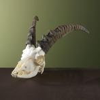 Steenbok Ibex Schedel Taxidermie Opgezette Dieren By Max, Ophalen of Verzenden, Nieuw, Wild dier, Opgezet dier