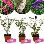 Buddleja davidii + Pot 9cm 3 stuks, Verzenden, Halfschaduw