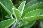 Aromatherapie gelpotten - Aromas Naturales verkrijgbaar in, Tuin en Terras, Zwembad-toebehoren, Nieuw, Verzenden