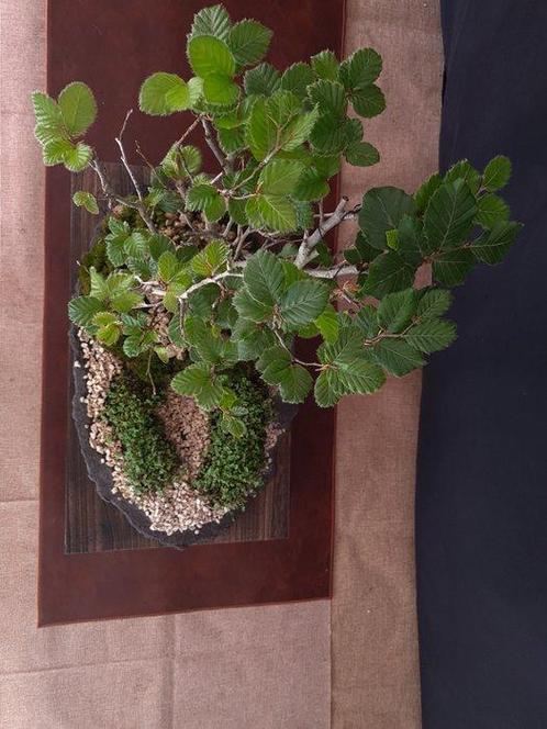 Europese beuk – Geen reserveringsprijs - Hoogte (boom): 44, Antiek en Kunst, Curiosa en Brocante
