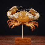 Zwartklauwkrab - Basis van hout en messing - Taxidermie, Nieuw