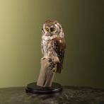 Ruigpootuil Taxidermie Opgezette Dieren By Max, Ophalen of Verzenden, Nieuw, Vogel, Opgezet dier