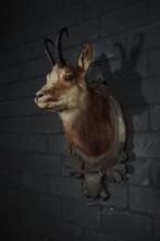 Fine Austrian Chamois head-mount Taxidermie wandmontage -, Nieuw