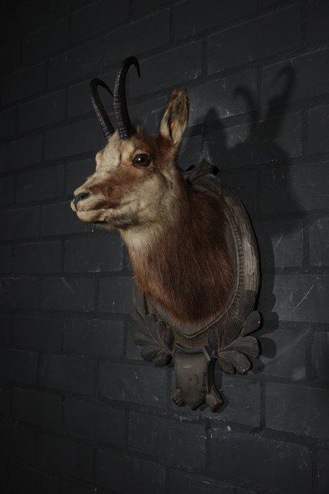 Fine Austrian Chamois head-mount Taxidermie wandmontage -, Verzamelen, Dierenverzamelingen