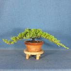 Jeneverbes bonsai (Juniperus) - Hoogte (boom): 10 cm -