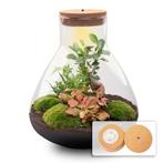 DIY planten terrarium met licht - Sam XL Bonsai - Ø 30 cm, Verzenden