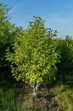 Betula albosinensis meerstammig 250-300