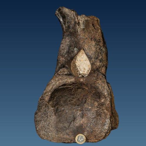 Grote dinosauruswervel - zeldzame vondst - Fossiel bot -, Verzamelen, Mineralen en Fossielen