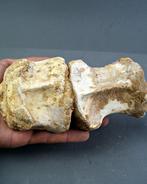 Spinosaurus - Fossiel bot - Conjunto anatómico de vértebras