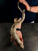 kogelvis Taxidermie volledige montage - Scyliorhinus, Verzamelen, Dierenverzamelingen, Nieuw