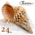 Charoniidae Zeeschelp - Mod. Tritons Trumpet Charonia, Verzamelen, Nieuw