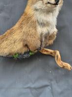 Rode vos Taxidermie volledige montage - Vulpes vulpes -, Nieuw
