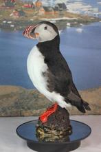 Atlantische papegaaiduiker Taxidermie volledige montage -, Nieuw