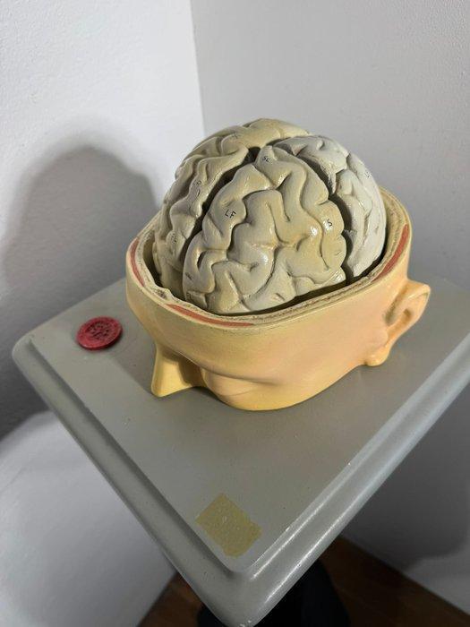 Anatomisch model - Hars - 1900-1910 - Zeldzaam met de hand, Antiek en Kunst, Antiek | Wandborden en Tegels