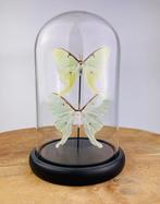 Vlinder Taxidermie volledige montage - Actias luna - 22 cm -, Nieuw