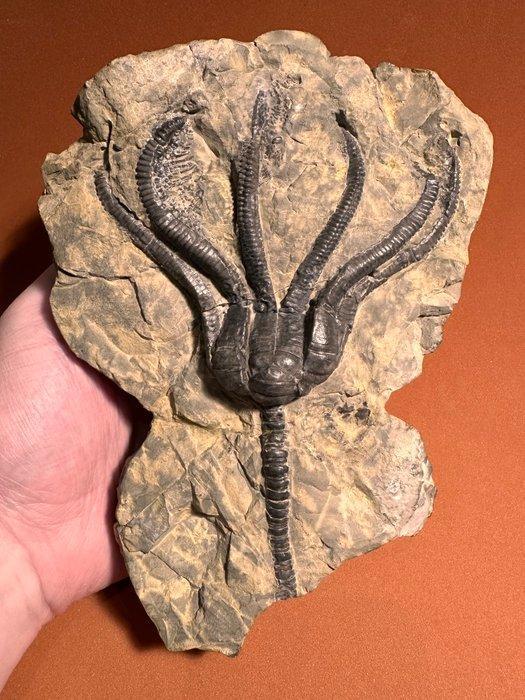 Grote zeekelkenkroon - Fossiele matrix - Encrinus, Verzamelen, Mineralen en Fossielen