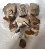 Versteend hout - Gefossiliseerd hout - Dipterocarpus sp.