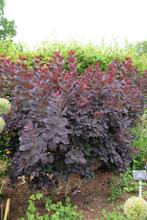 Cotinus Royal purple Pruikenboom, Ophalen