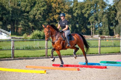 Zachte hindernisbalk, Dieren en Toebehoren, Paarden en Pony's | Overige Paardenspullen, Springen, Nieuw, Verzenden