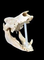 Wild zwijn Schedel van een zoogdier - Jabalí - 32 cm - 23 cm, Nieuw