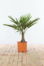 Chinese Waaierpalm / Trachycarpus Fortunei op stam 100-125, Tuin en Terras, Planten | Tuinplanten