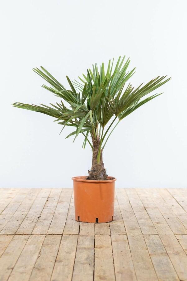Chinese Waaierpalm / Trachycarpus Fortunei op stam 100-125, Tuin en Terras, Planten | Tuinplanten