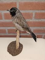 Roodbuik buul buul Taxidermie volledige montage - Pycnonotus, Nieuw