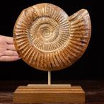 Ammoniet fossiele schelp Zeeschelp - Fossil Ammonite, Nieuw