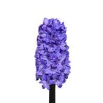 Bloembollen - 50 x Hyacint Blue Blush - blauw, Verzenden, Voorjaar, Volle zon, Bloembol