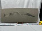 Fossiel - Fossiele matrix - Saurichthys (BIG!) - 69.5 cm -