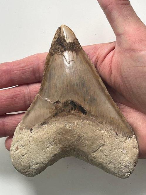 Megadolon tand 12,0 cm - Fossiele tand - Carcharocles, Verzamelen, Mineralen en Fossielen