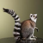 Aap Taxidermie volledige montage - Lemur catta - 39 cm - 22, Nieuw