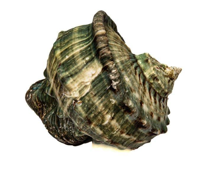 Groene tulband ****SAMMLESCHNECKE**** Taxidermie wandmontage, Antiek en Kunst, Curiosa en Brocante