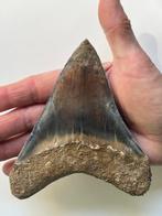 Enorme Megalodon tand 13,1 cm - Fossiele tand - Carcharocles
