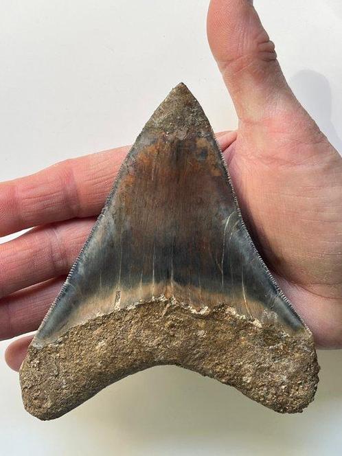 Enorme Megalodon tand 13,1 cm - Fossiele tand - Carcharocles, Verzamelen, Mineralen en Fossielen