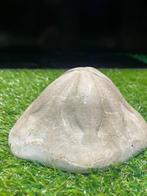 Zee-egel - Fossiel skelet - 6 cm - 13 cm