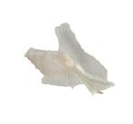 Verzamelaarslaars Taxidermie wandmontage - GEM  Pterynotus, Nieuw