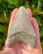 Megalodon - Fossiele tand - 10 cm - 7 cm, Verzamelen, Mineralen en Fossielen