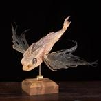 Kamer van curiositeiten – Wunderkammer-stijl van poseren van, Nieuw