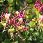 Lonicera periclymenum Belgica Select - 60-80 cm, Tuin en Terras, Ophalen of Verzenden