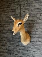 Oribi Taxidermie wandmontage - Ourebia ourebi - 48 cm - 21, Verzamelen, Dierenverzamelingen, Nieuw