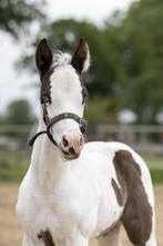 ***   EERSTE  American Paint Horse VEULENS  2024   ***, Dieren en Toebehoren, Paarden, Niet van toepassing, 0 tot 2 jaar, Westernpaard